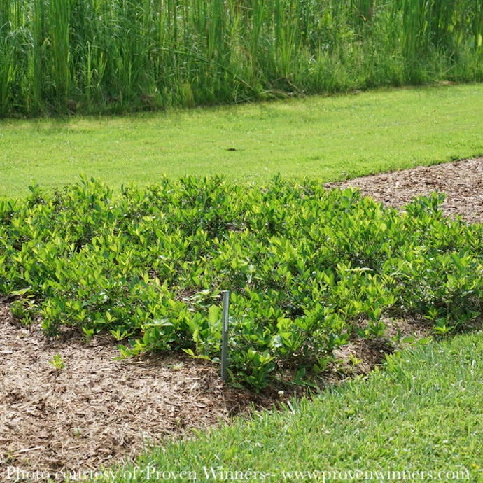 #2 Aronia Melano PW Ground Hug/ Dwarf Black Chokeberry Native (TN) 3 #2 Aronia Melano PW Ground Hug/ Dwarf Black Chokeberry Native (TN)