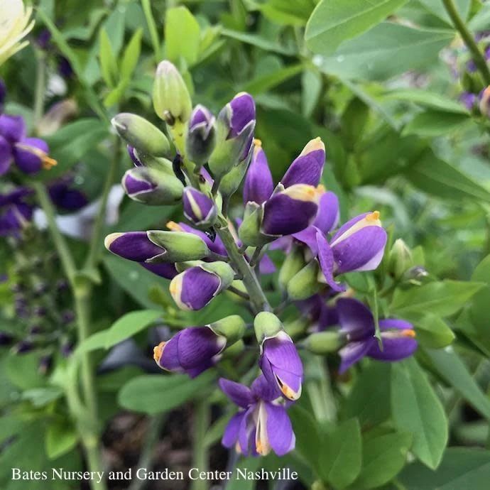 #2 Baptisia X PW Decadence 'Blueberry Sundae'/ False Indigo 3 #2 Baptisia X PW Decadence 'Blueberry Sundae'/ False Indigo