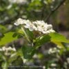 2" CaliperCrataegus Vir Winter King/ Green Hawthorn Native (TN) 2 2" CaliperCrataegus Vir Winter King/ Green Hawthorn Native (TN) -ANZ Trees Shop 2 caliper crataegus vir winter king green hawthorn
