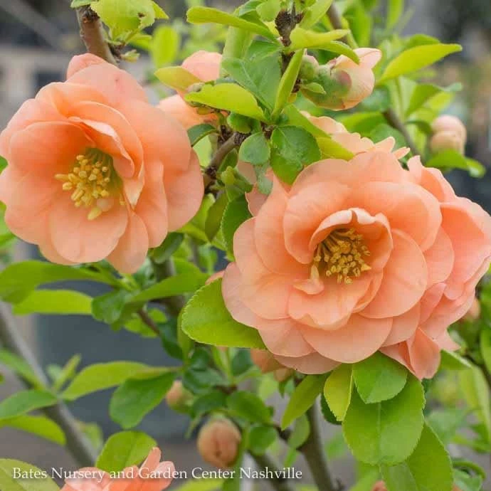 #2 Chaenomeles Speciosa Cameo/ Peach Flowering Quince 3 #2 Chaenomeles Speciosa Cameo/ Peach Flowering Quince