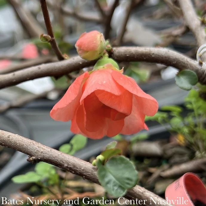 #2 Chaenomeles Speciosa PW Double Take Peach Storm/ Flowering Quince 4 #2 Chaenomeles Speciosa PW Double Take Peach Storm/ Flowering Quince - Image 2