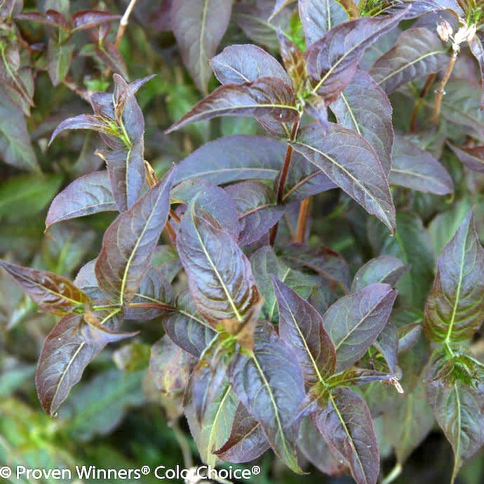 #2 Diervilla Rivularis PW Kodiak 'Black'/Bush Honeysuckle Native (TN) 4 #2 Diervilla Rivularis PW Kodiak 'Black'/Bush Honeysuckle Native (TN) - Image 2