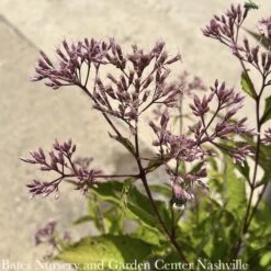 #2 Eupatorium Mac Gateway/ Joe Pye Weed Native (TN) -ANZ Trees Shop 2 eupatorium mac gateway joe pye weed native tn 1