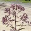 #2 Eupatorium Mac Gateway/ Joe Pye Weed Native (TN)