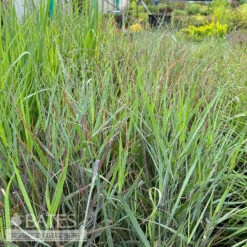 #2 Grass Panicum Virg Prairie Dog/ Switch Native (TN) -ANZ Trees Shop 2 grass panicum virg prairie dog switch native tn 1