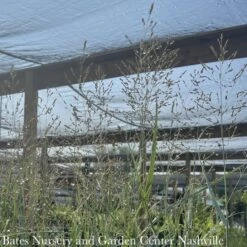 #2 Grass Panicum Virg Prairie Dog/ Switch Native (TN) -ANZ Trees Shop 2 grass panicum virg prairie dog switch native tn 2