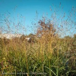 #2 Grass Panicum Virg Shenandoah/ Switch Native (TN) -ANZ Trees Shop 2 grass panicum virg shenandoah switch native tn 3