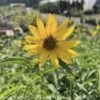 #2 Helianthus Maximiliani/ Maximilian Sunflower Native (TN) -ANZ Trees Shop 2 helianthus maximiliani maximilian sunflower nati