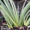 #2 Hesperaloe Parv Stoplights/ Red Yucca 2 #2 Hesperaloe Parv Stoplights/ Red Yucca -ANZ Trees Shop 2 hesperaloe parv stoplights red yucca