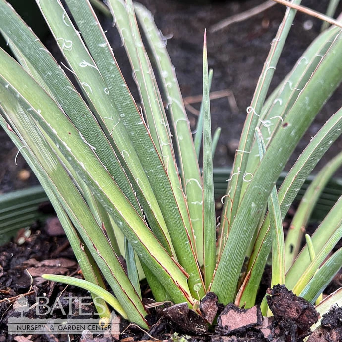 #2 Hesperaloe Parv Stoplights/ Red Yucca 3 #2 Hesperaloe Parv Stoplights/ Red Yucca