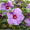 #2 Hibiscus X PW Summerific 'Lilac Crush'/ Hardy 1 #2 Hibiscus X PW Summerific 'Lilac Crush'/ Hardy -ANZ Trees Shop 2 hibiscus x pw summerific lilac crush hardy