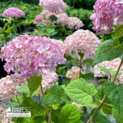 #2 Hydrangea Arb PW Incrediball 'BLUSH'/ Smooth Pink (Annabelle Type) Native (TN)