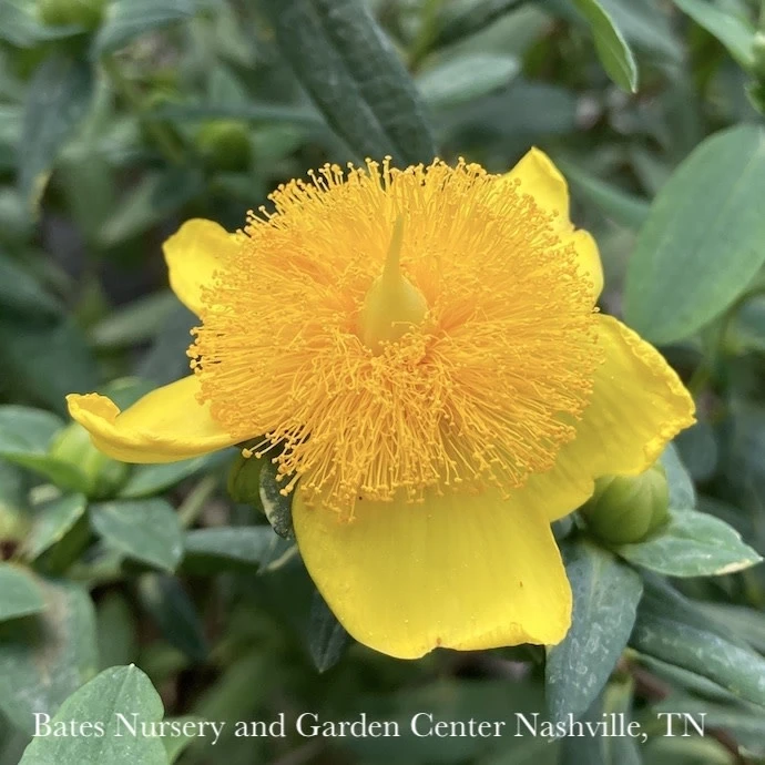 #2 Hypericum Frondosum Sunburst/ St. John's Wort Native (TN) 3 #2 Hypericum Frondosum Sunburst/ St. John's Wort Native (TN)