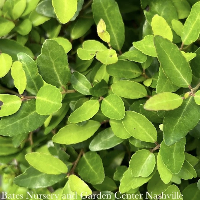 #2 Ilex Vom Stoke's Dwarf/ Yaupon Holly (male) Native (TN) 4 #2 Ilex Vom Stoke's Dwarf/ Yaupon Holly (male) Native (TN) - Image 2