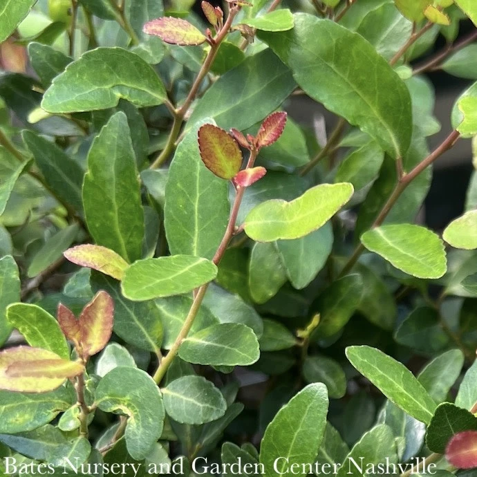 #2 Ilex Vom Stoke's Dwarf/ Yaupon Holly (male) Native (TN) 3 #2 Ilex Vom Stoke's Dwarf/ Yaupon Holly (male) Native (TN)