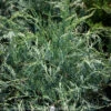 #2 Juniperus Virg Grey Owl/ Spreading Juniper Native (TN) -ANZ Trees Shop 2 juniperus virg grey owl spreading juniper native