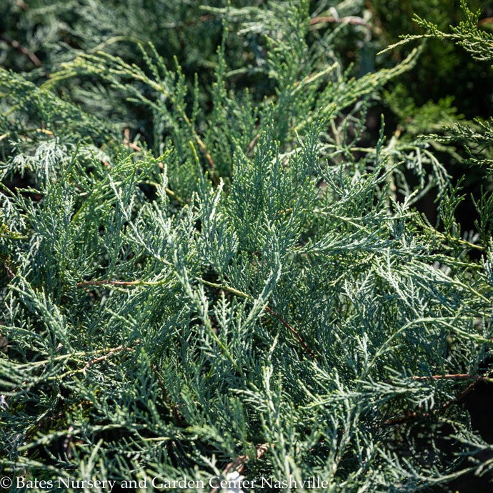 #2 Juniperus Virg Grey Owl/ Spreading Juniper Native (TN) 3 #2 Juniperus Virg Grey Owl/ Spreading Juniper Native (TN)