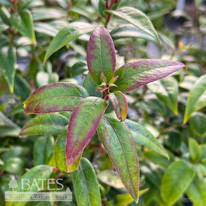 #2 Leucothoe Axillaris/ CoastalNative (R) 6 #2 Leucothoe Axillaris/ CoastalNative (R) - Image 4