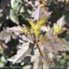 #2 Physocarpus Opulifolius Little Joker/ Dwarf Ninebark Native (TN) 2 #2 Physocarpus Opulifolius Little Joker/ Dwarf Ninebark Native (TN) -ANZ Trees Shop 2 physocarpus opulifolius little joker dwarf nineb