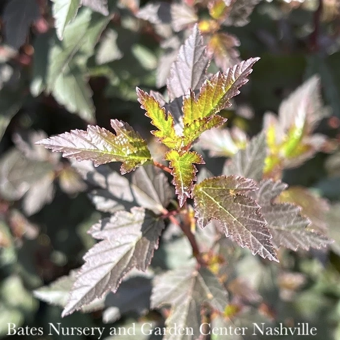 #2 Physocarpus Opulifolius Little Joker/ Dwarf Ninebark Native (TN) 3 #2 Physocarpus Opulifolius Little Joker/ Dwarf Ninebark Native (TN)