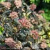 #2 Physocarpus Opulifolius Petite Plum/ Ninebark Native (TN) 1 #2 Physocarpus Opulifolius Petite Plum/ Ninebark Native (TN) -ANZ Trees Shop 2 physocarpus opulifolius petite plum ninebark nat