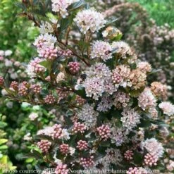#2 Physocarpus Opulifolius Sweet Cherry Tea/ Ninebark Native (TN)
