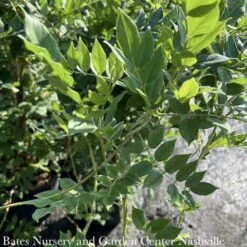 #2 Wisteria Macro Blue Moon/ Kentucky Native (TN)