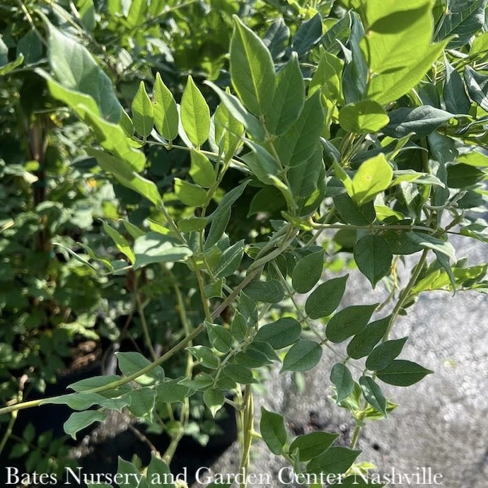 #2 Wisteria Macro Blue Moon/ Kentucky Native (TN) 3 #2 Wisteria Macro Blue Moon/ Kentucky Native (TN)
