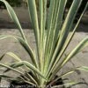 #2 Yucca Fil Bright Edge/ Variegated Native (TN) 1 #2 Yucca Fil Bright Edge/ Variegated Native (TN) -ANZ Trees Shop 2 yucca fil bright edge variegated native tn