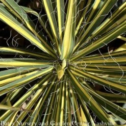 #2 Yucca Fil Color Guard/ Variegated Yellow Native (TN) 7 #2 Yucca Fil Color Guard/ Variegated Yellow Native (TN) -ANZ Trees Shop 2 yucca fil color guard variegated yellow native t 2