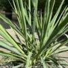 #2 Yucca Fil Ivory Towers Native (TN) 1 #2 Yucca Fil Ivory Towers Native (TN) -ANZ Trees Shop 2 yucca fil ivory towers native tn