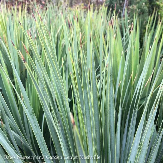 #2 Yucca Rostrata Sapphire Skies/ Beaked Blue 3 #2 Yucca Rostrata Sapphire Skies/ Beaked Blue
