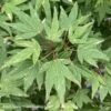 #20 Acer Pal Ryugu/ Dwarf Upright Green Japanese Maple -ANZ Trees Shop 20 acer pal ryugu dwarf upright green japanese map