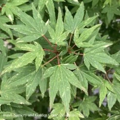 #20 Acer Pal Ryugu/ Dwarf Upright Green Japanese Maple
