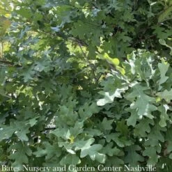 #20 Quercus Alba/ White Oak Native (TN)
