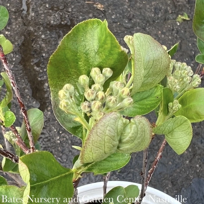 #2s Aronia Melano PW Low Scape 'Mound'/ Black Chokeberry Native (TN) 4 #2s Aronia Melano PW Low Scape 'Mound'/ Black Chokeberry Native (TN) - Image 2