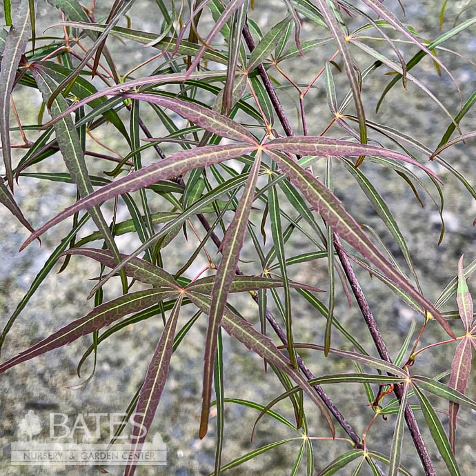 #3 Acer Pal Hubb's Red Willow/ Upright Red Japanese Maple 4 #3 Acer Pal Hubb's Red Willow/ Upright Red Japanese Maple - Image 2