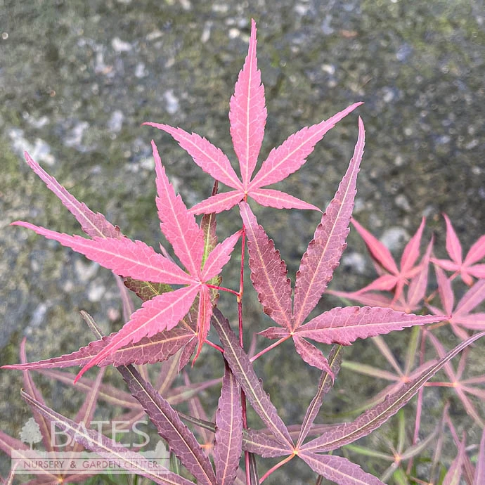 #3 Acer Pal Hubb's Red Willow/ Upright Red Japanese Maple 3 #3 Acer Pal Hubb's Red Willow/ Upright Red Japanese Maple
