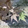 #3 Acer Pal Iijima Sunago/ Upright Red-Orange Japanese Maple 2 #3 Acer Pal Iijima Sunago/ Upright Red-Orange Japanese Maple -ANZ Trees Shop 3 acer pal iijima sunago upright red orange japane