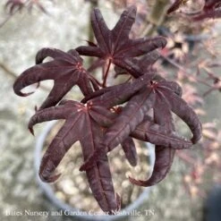 #3 Acer Pal Peve Starfish/ Upright Red Japanese Maple 6 #3 Acer Pal Peve Starfish/ Upright Red Japanese Maple -ANZ Trees Shop 3 acer pal peve starfish upright red japanese mapl 1