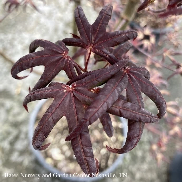 #3 Acer Pal Peve Starfish/ Upright Red Japanese Maple 4 #3 Acer Pal Peve Starfish/ Upright Red Japanese Maple - Image 2