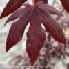#3 Acer Pal Peve Starfish/ Upright Red Japanese Maple -ANZ Trees Shop 3 acer pal peve starfish upright red japanese mapl