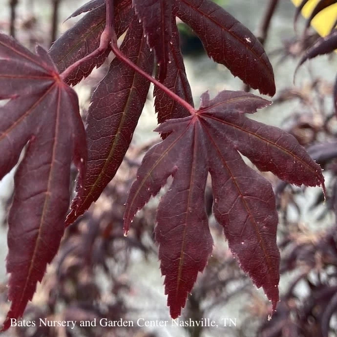 #3 Acer Pal Peve Starfish/ Upright Red Japanese Maple 5 #3 Acer Pal Peve Starfish/ Upright Red Japanese Maple - Image 3