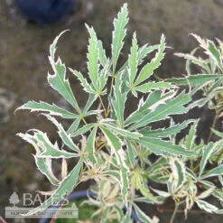 #3 Acer Pal Var Diss Hana Tsukasa/ Variegated Japanese Maple