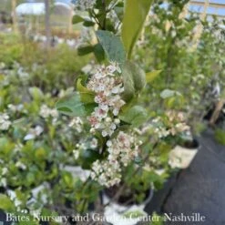 #3 Aronia Melano PW Low Scape 'HEDGER'/ Black Chokeberry Native (TN)