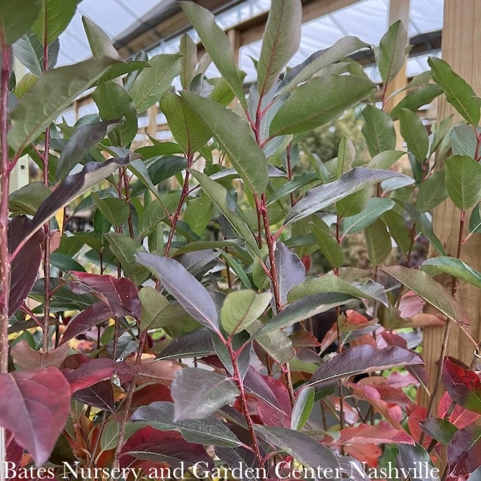 #3 Aronia Melano PW Low Scape 'Snowfire'/ Black Chokeberry Native (TN) 3 #3 Aronia Melano PW Low Scape 'Snowfire'/ Black Chokeberry Native (TN)