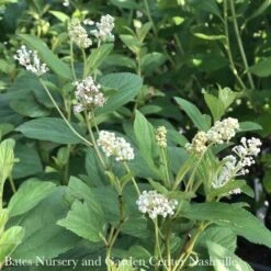 #3 Ceanothus Americanus/ New Jersey Tea Native (TN)