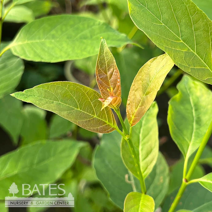 #3 Cephalanthus Occ Crimson Comet/ Buttonbush Native (TN) 4 #3 Cephalanthus Occ Crimson Comet/ Buttonbush Native (TN) - Image 2