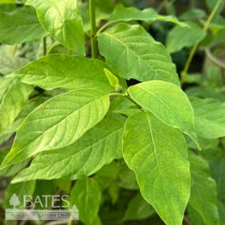#3 Cephalanthus Occ Crimson Comet/ Buttonbush Native (TN) 7 #3 Cephalanthus Occ Crimson Comet/ Buttonbush Native (TN) -ANZ Trees Shop 3 cephalanthus occ crimson comet buttonbush native 2