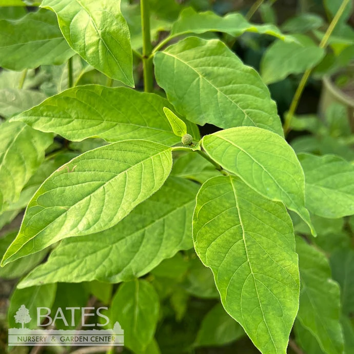 #3 Cephalanthus Occ Crimson Comet/ Buttonbush Native (TN) 5 #3 Cephalanthus Occ Crimson Comet/ Buttonbush Native (TN) - Image 3